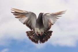 bird in sky