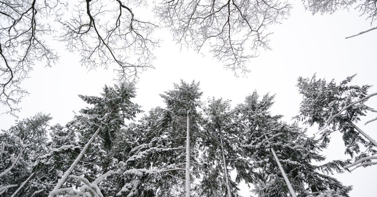 Looking up at snow covered trees in a black and white photo.