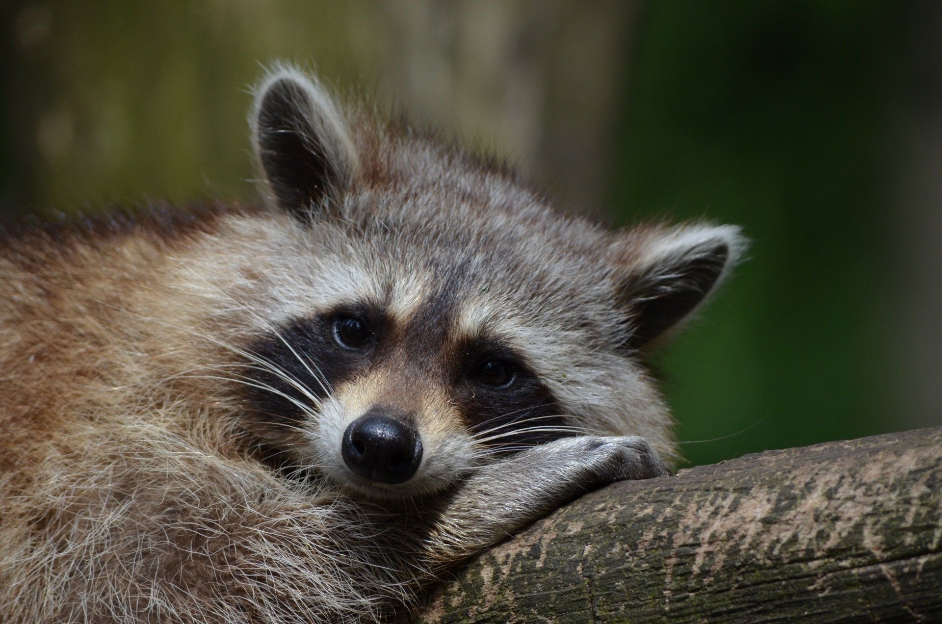 Raccoon resting on a tree branch, looking toward the viewer. Gray fur, black mask and nose.