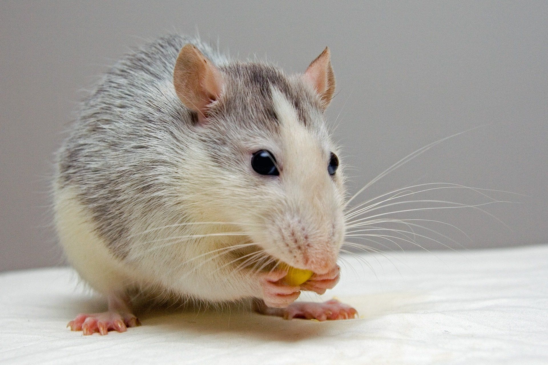 Mouse Exterminator- Charlotte NC