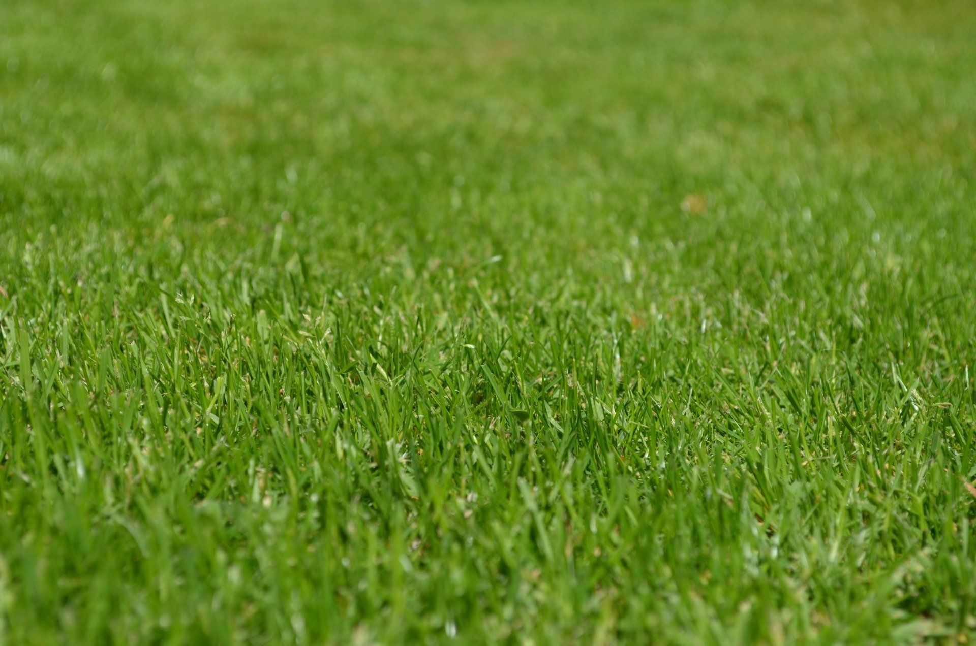 Lawn Care | Tarpon Springs, FL | Southern Brothers Landscape Design & Lawn Maintenance