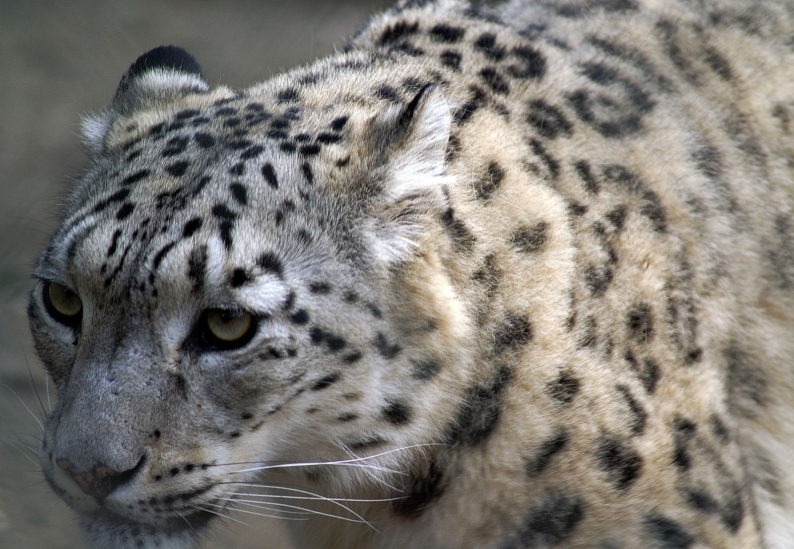 Um close de um leopardo da neve olhando para a câmera.