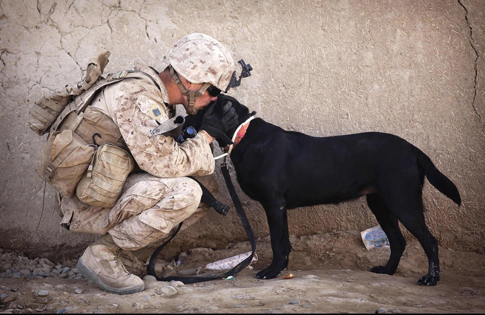 Soldier with dog companion