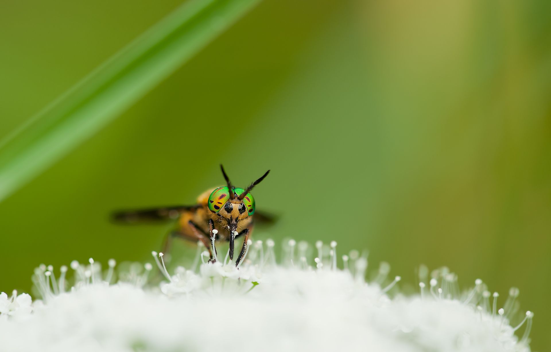 A close up of a bee sitting on top of a white flower.