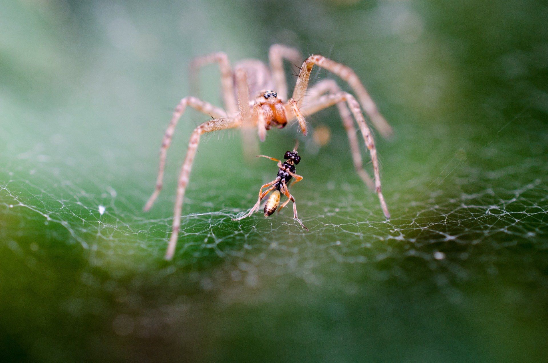 pest control Jonesville SC