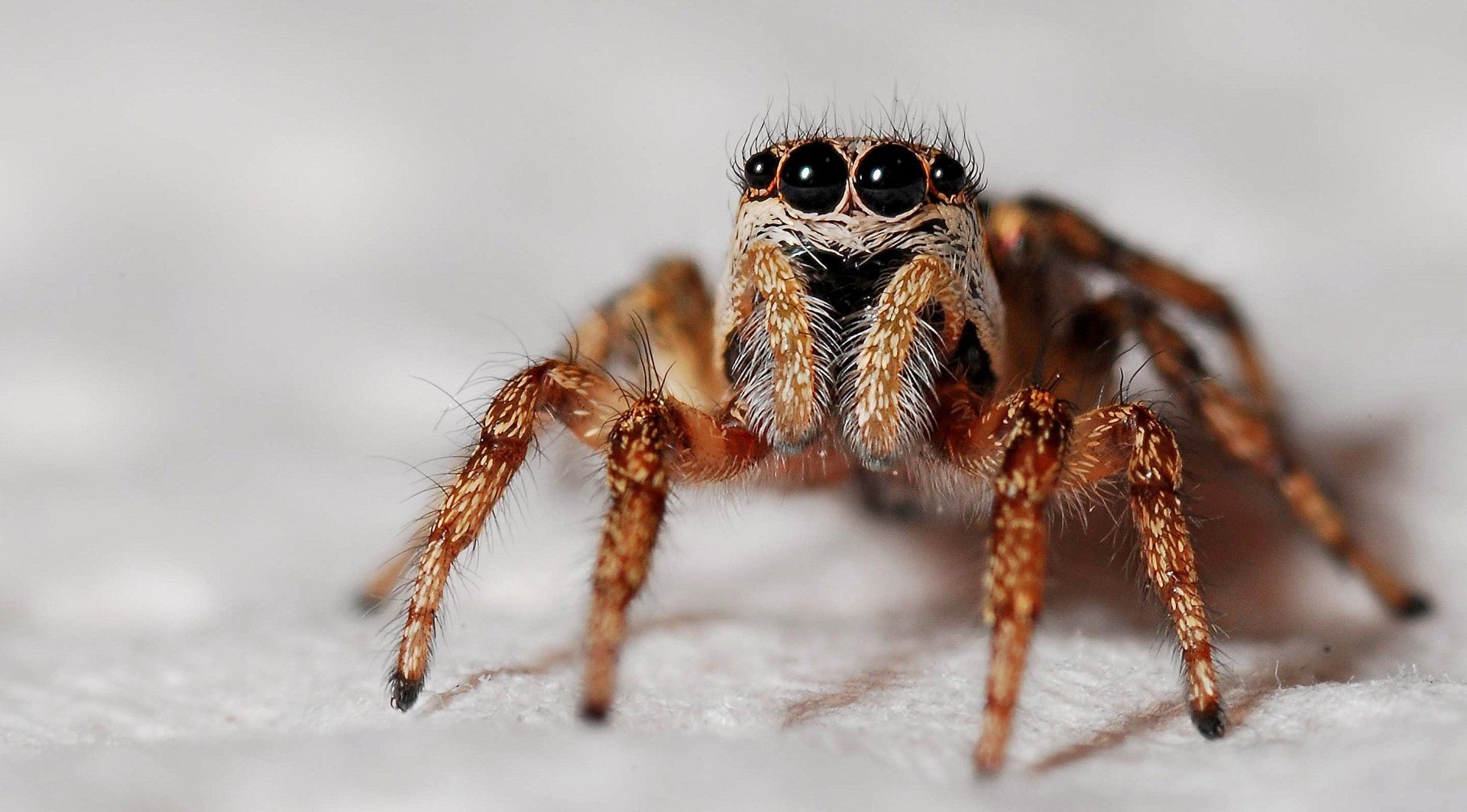 Spider Removal | Chesterfield MO | Buckingham Pest Control