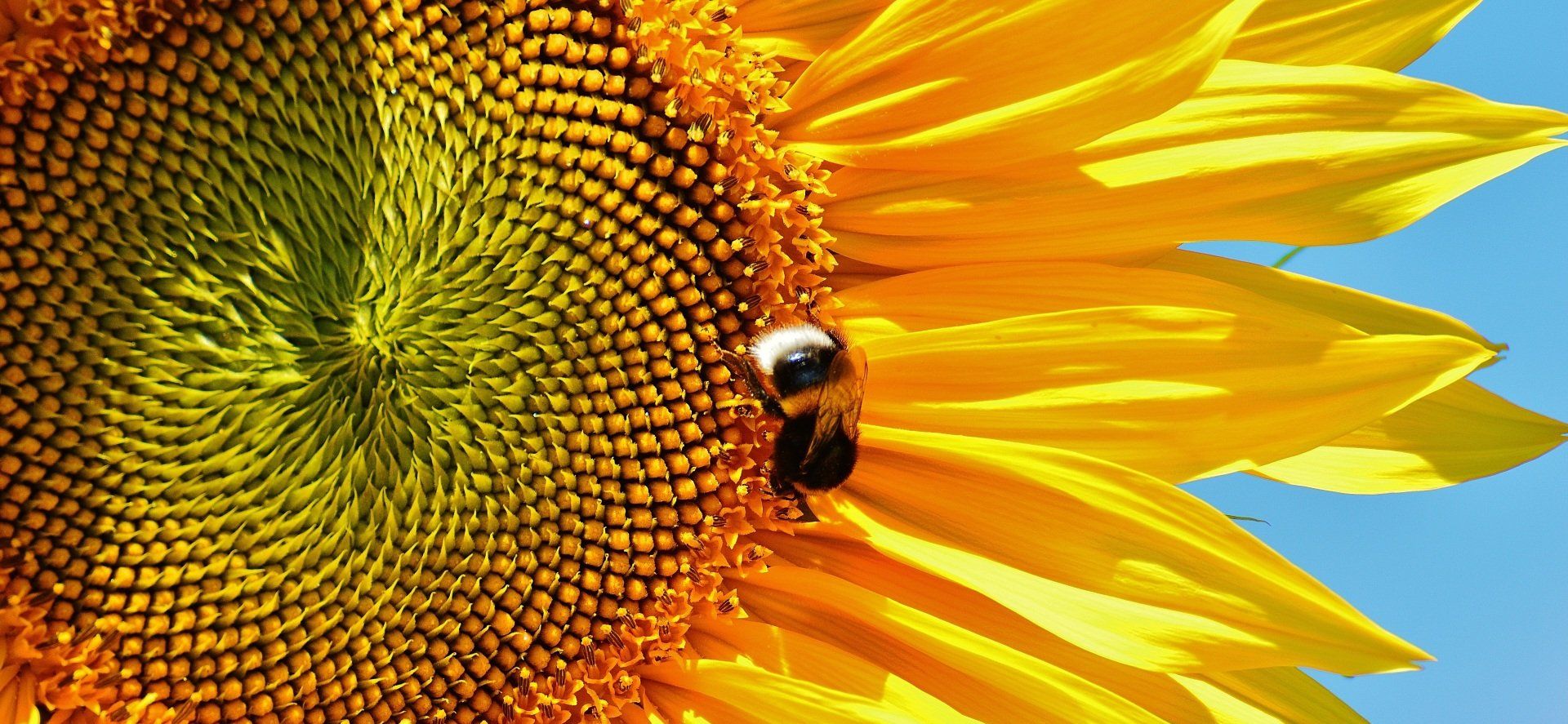 Close-up van een felgele zonnebloem tegen een blauwe lucht, met een bij op de bloem.