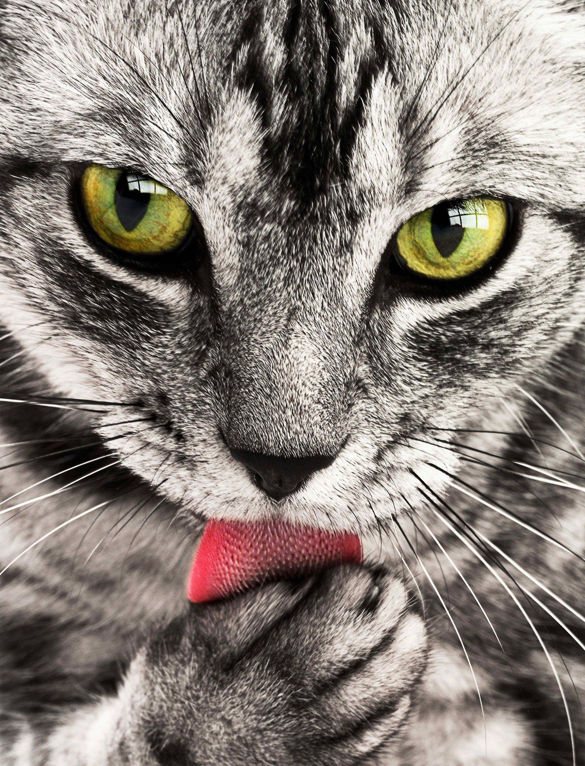 Um close de um gato lambendo a pata