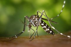 Mosquito with black and white stripes, perched on a surface, green background.