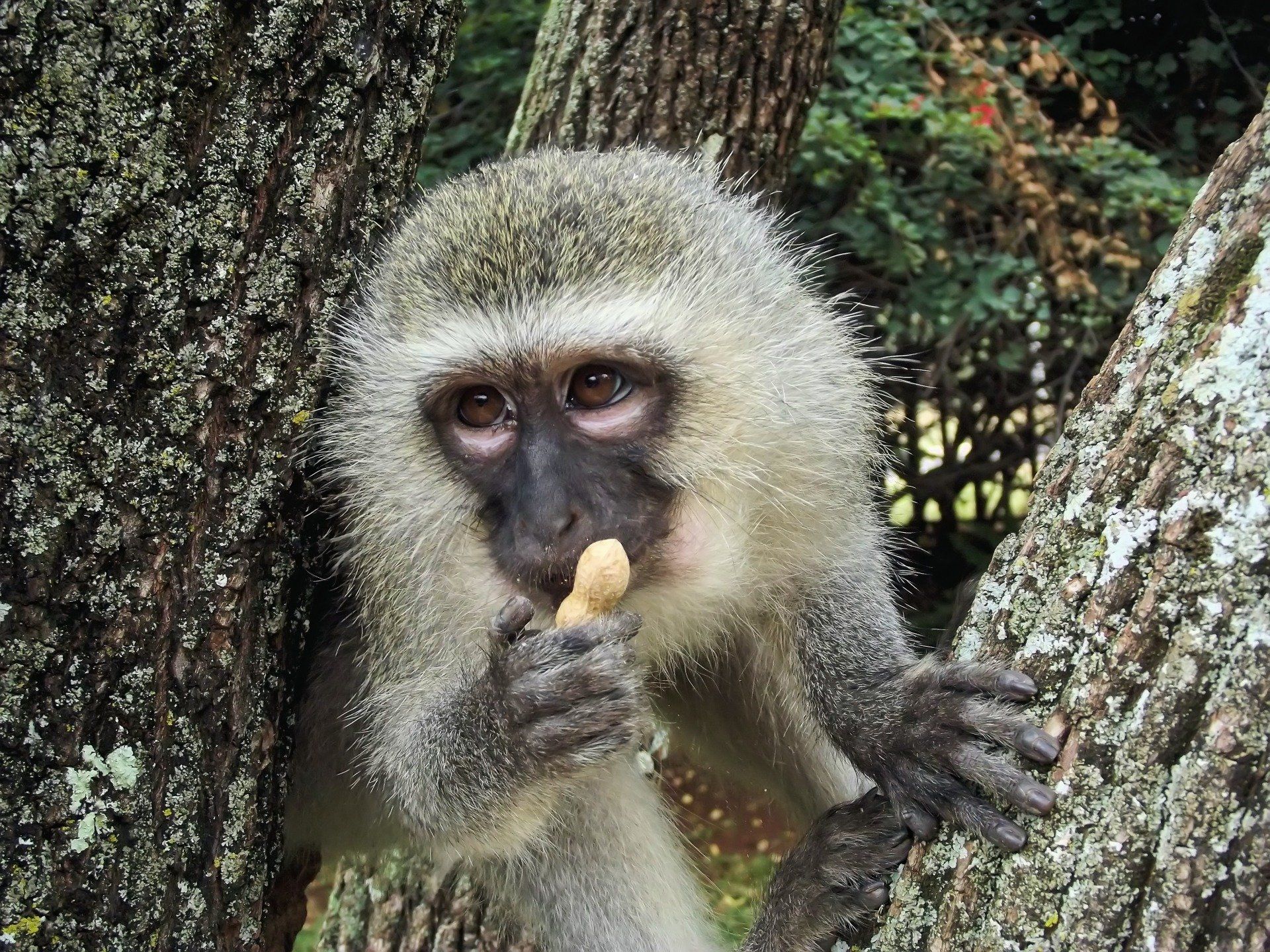 Rust de Winter Safaris_monkey species