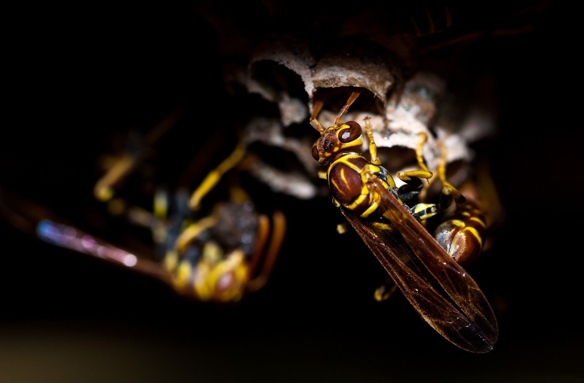 how do get rid of wasp nest
