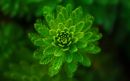 Bright green, symmetrical plant with feathery leaves.