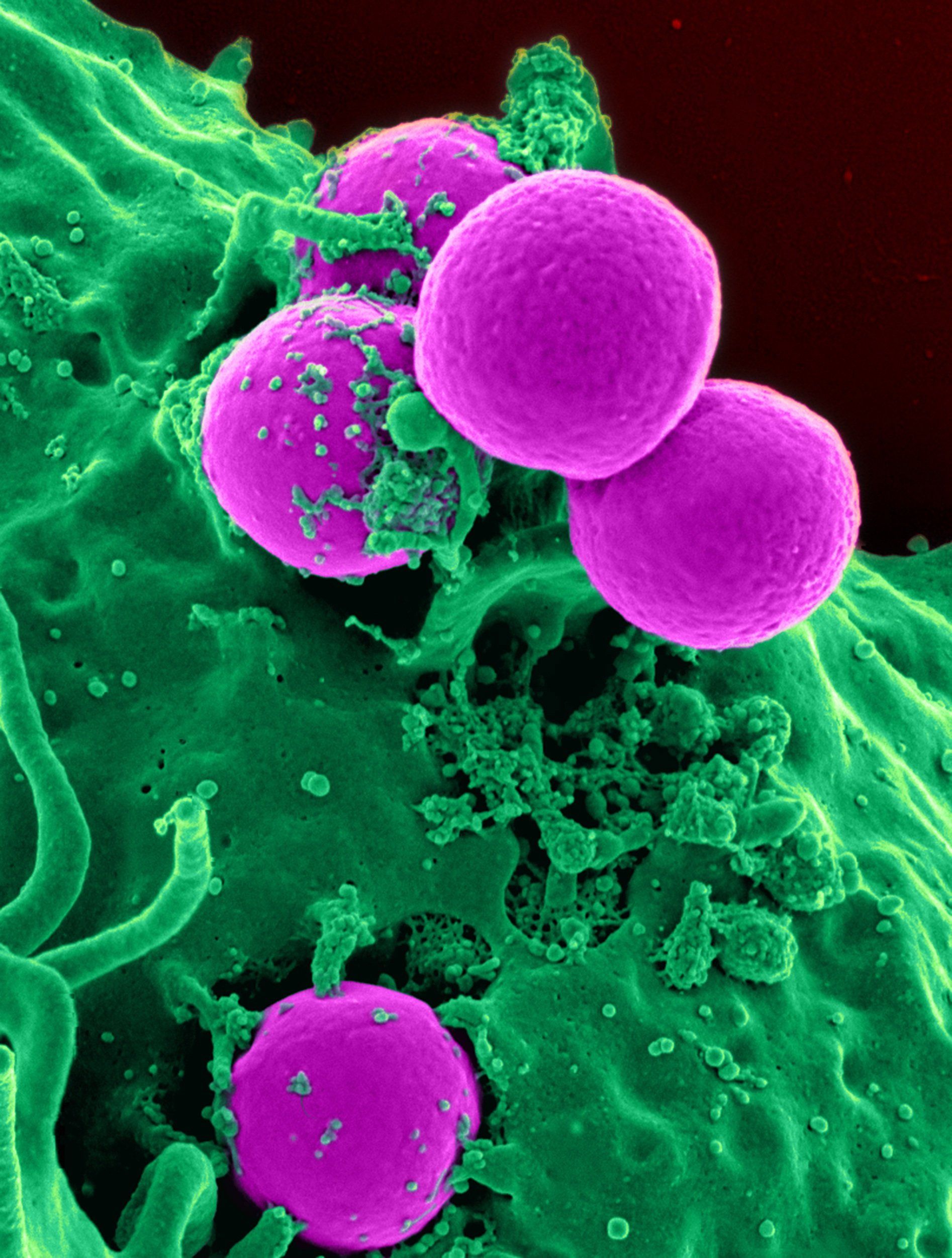 A group of purple cells are sitting on top of a green surface