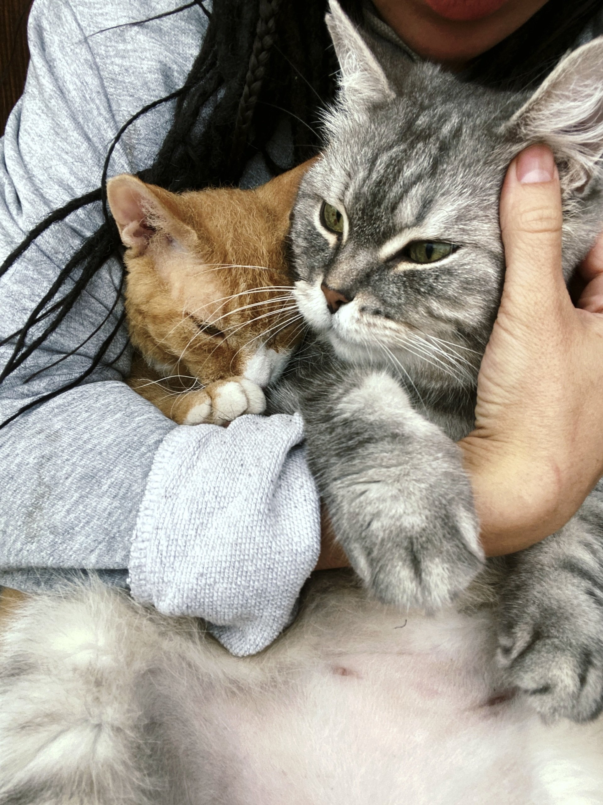 Help montgomery county maryland humane society