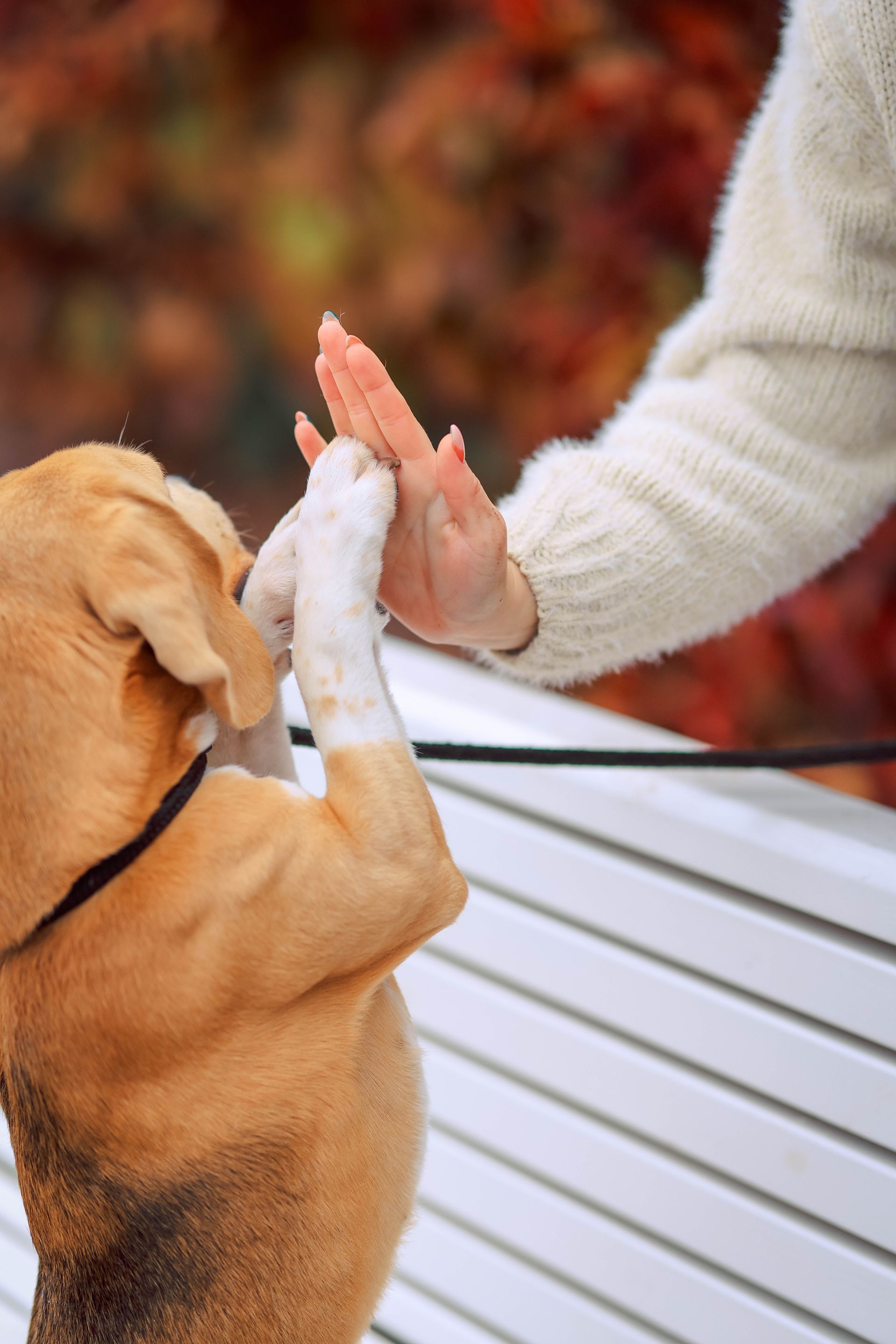 Basic Training for a New Puppy