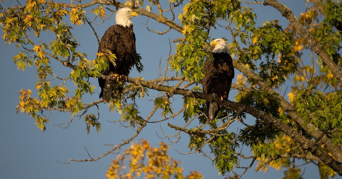 Wildlife in Big Bear Lake