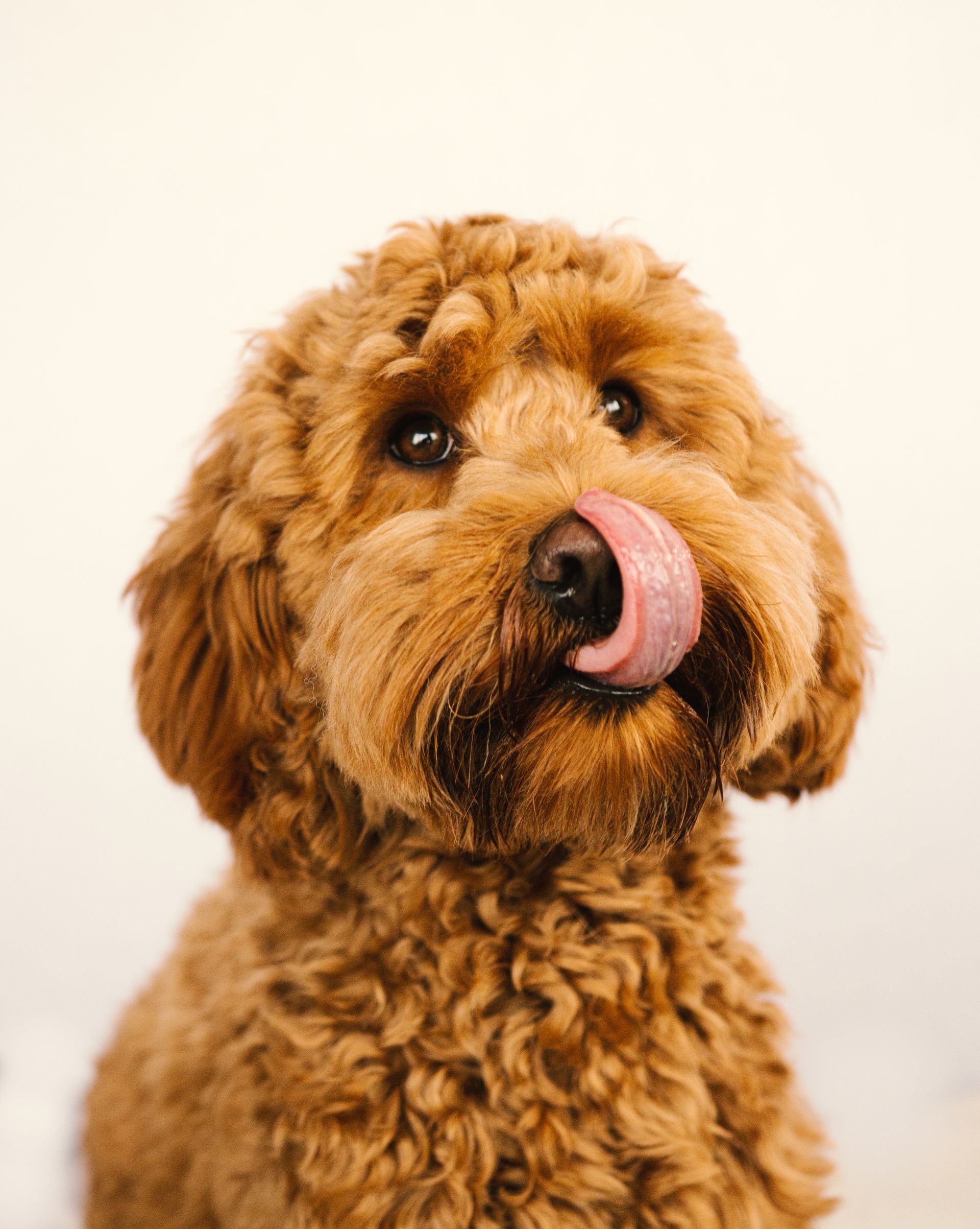 How Much Homemade Dog Food to Feed: Learn Methods to Calculate