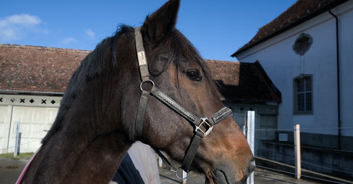 Equestrian Potential: A Holistic Approach to Goal Setting