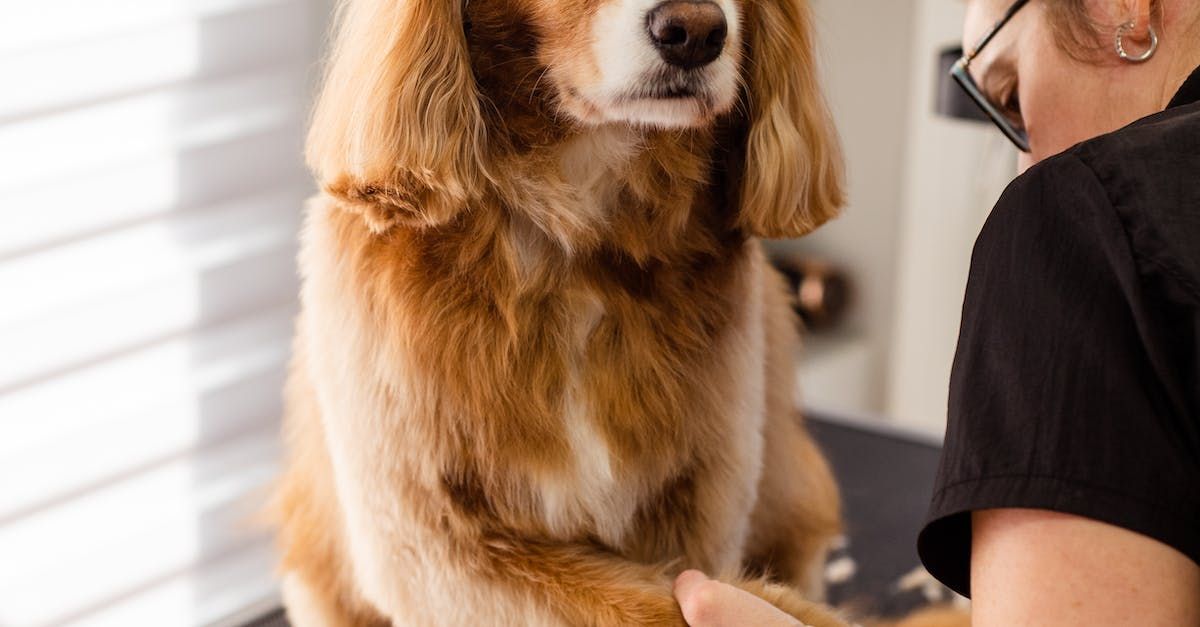 Pet Groomer, Dog Daycare Meg's Trim & Stay Owensboro, KY