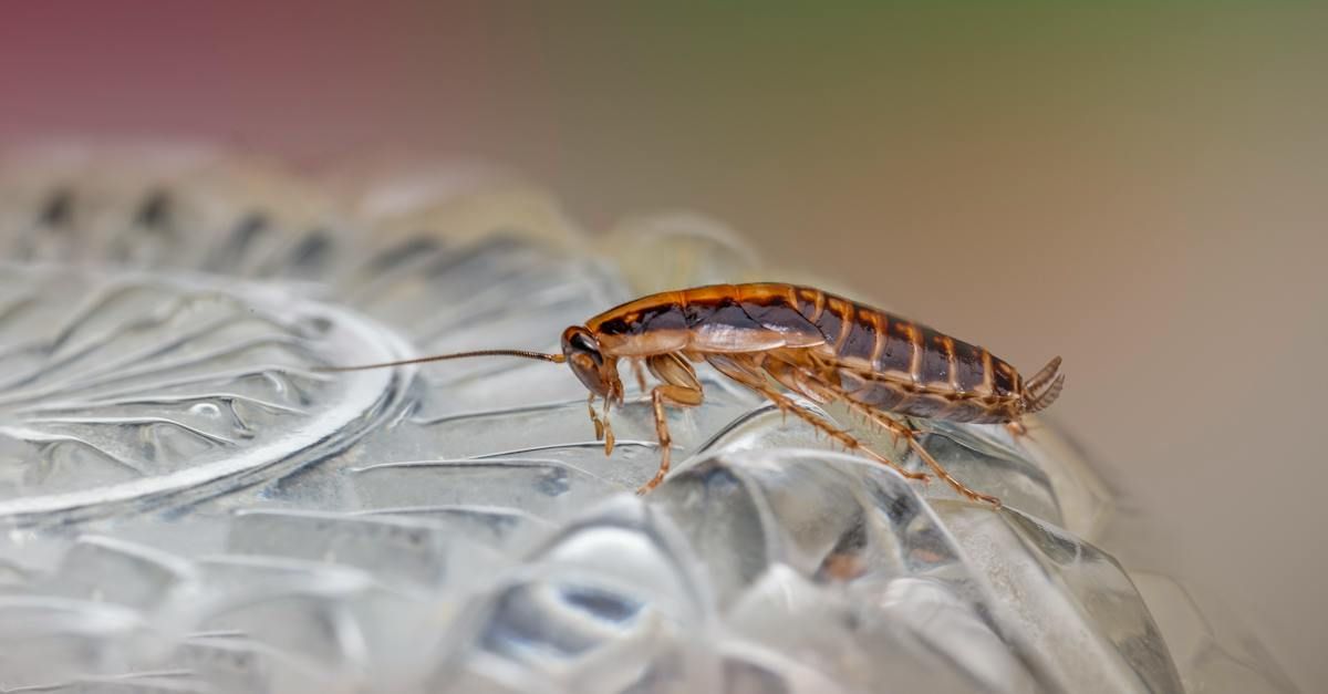 Prominent Pest Solutions Pest Control, Idaho Falls ID