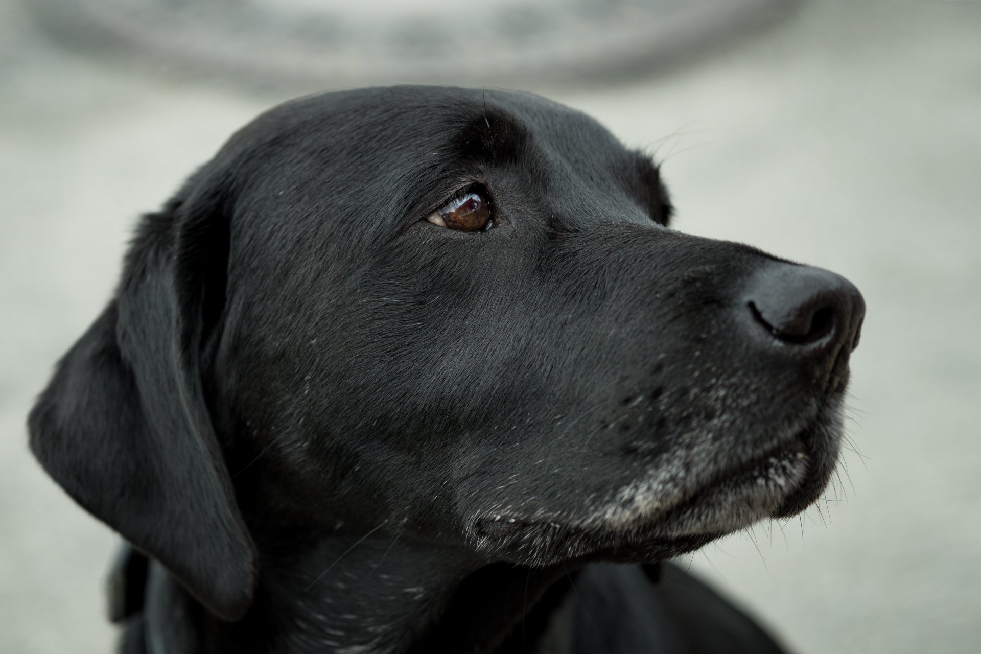 A close up of a black dog 's face with a clock in the background.