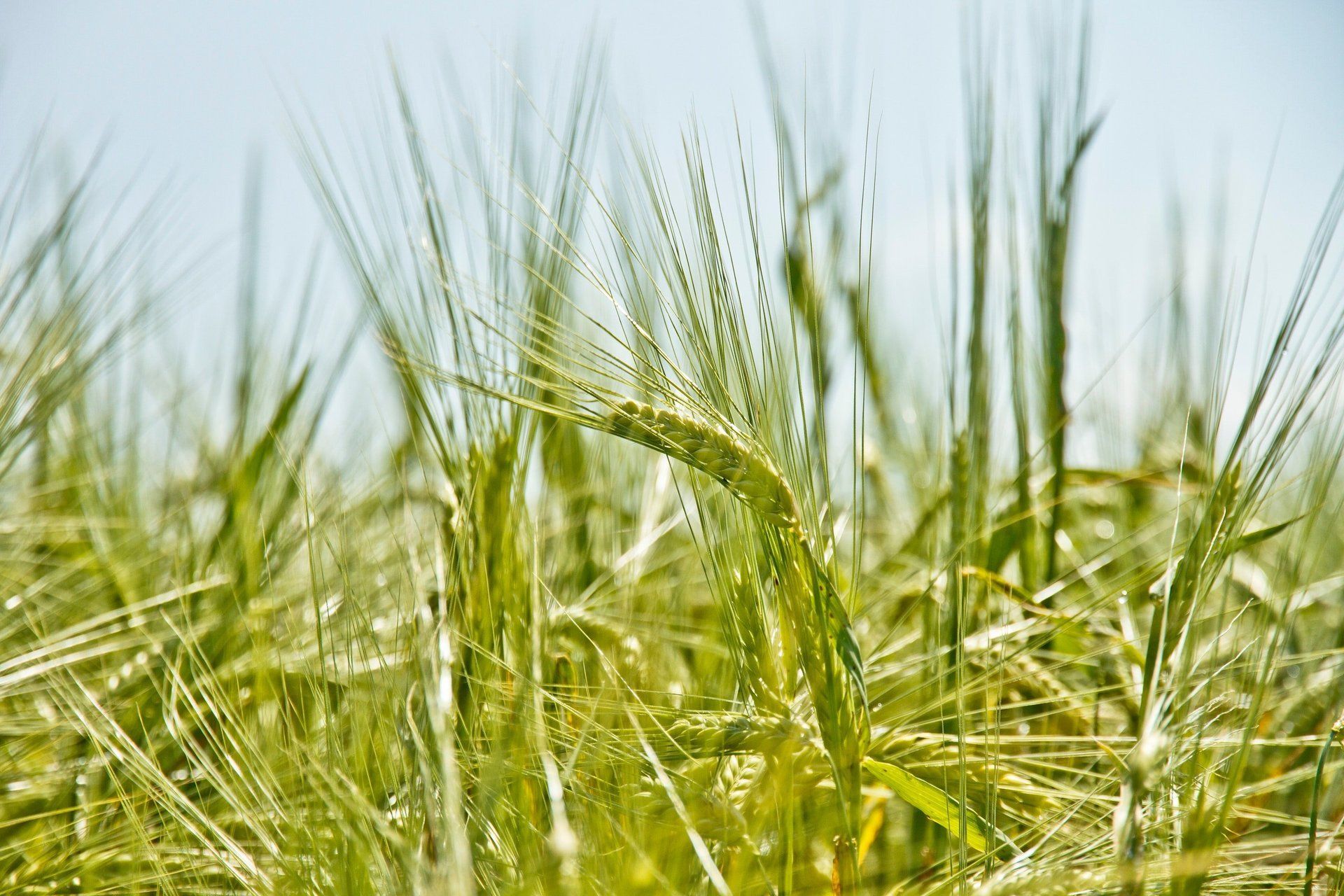 Grain growing in field
