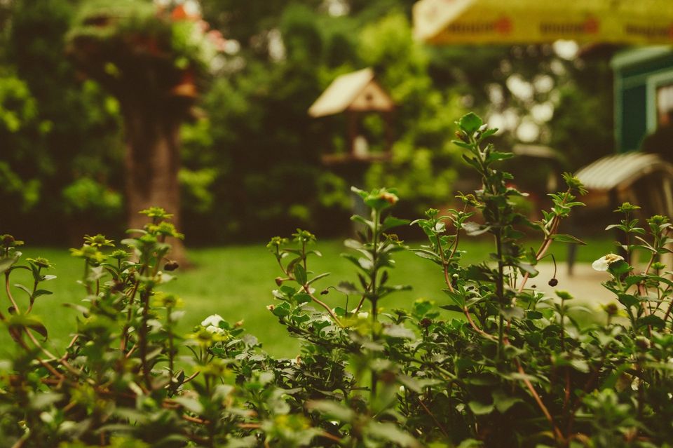 spring-pruning-tips