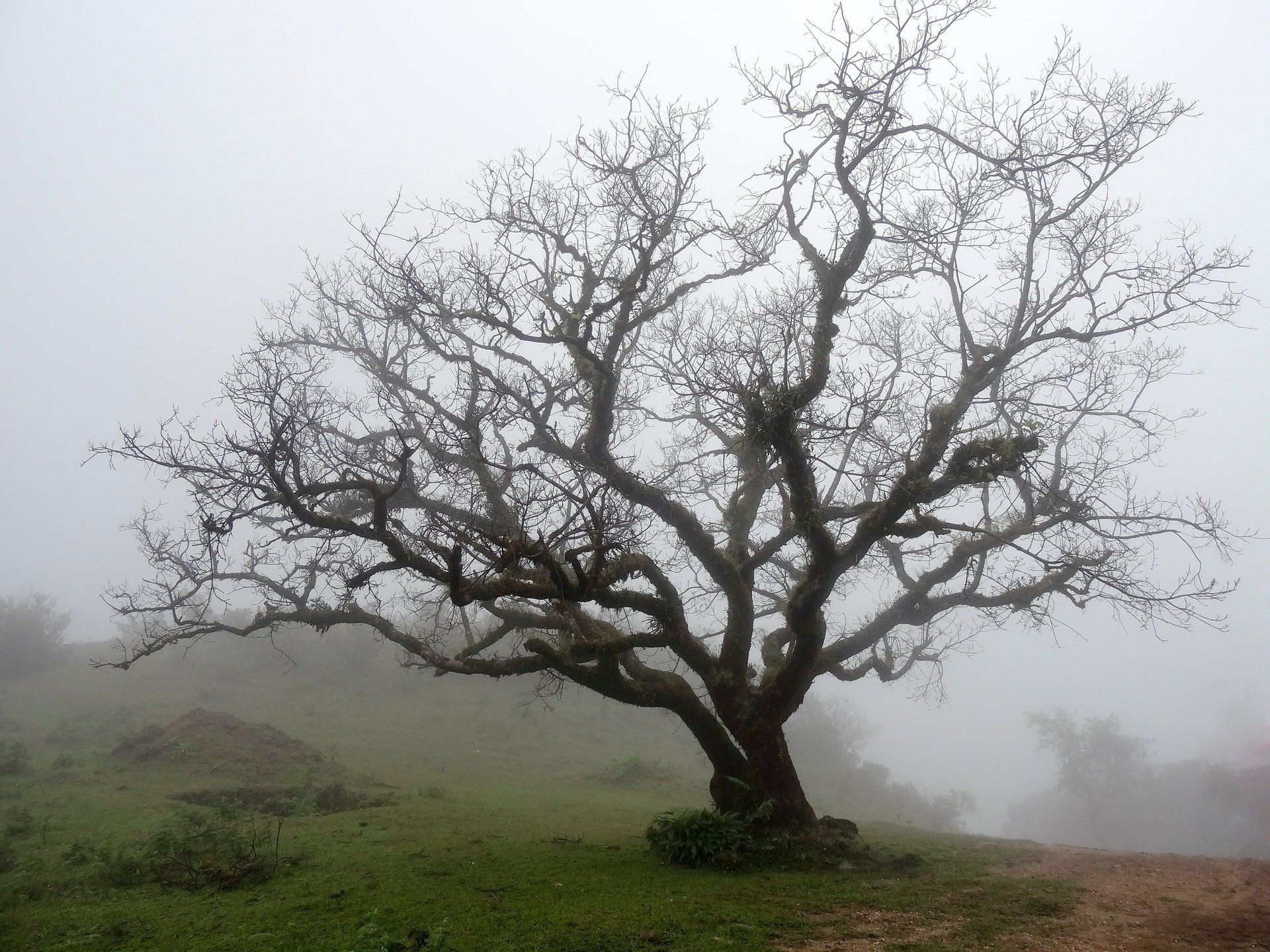 a mature tree in winter