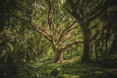 Carmichael tree service