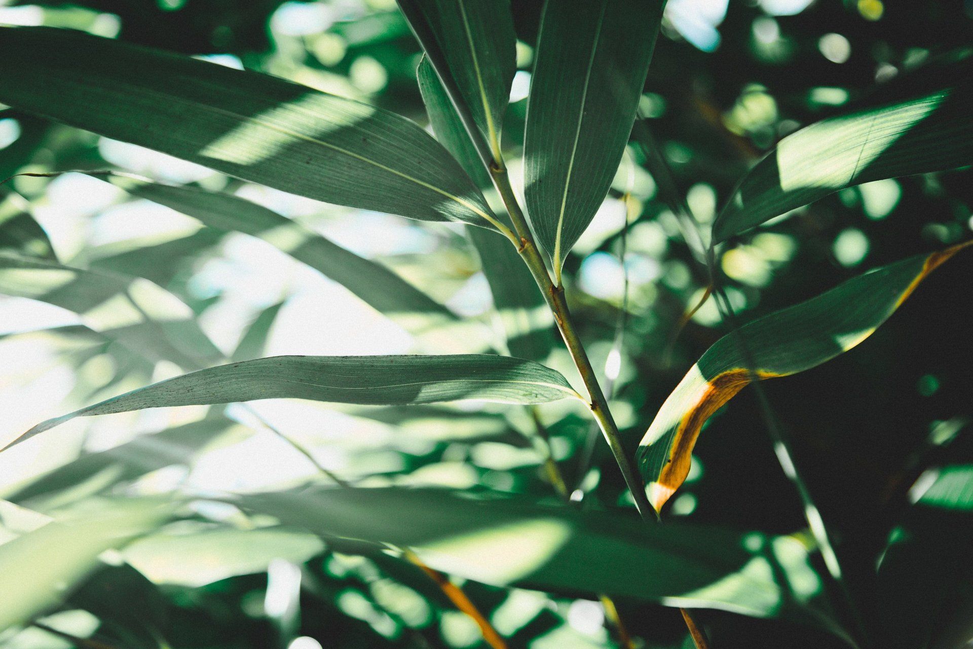 A close up of a plant with green leaves.