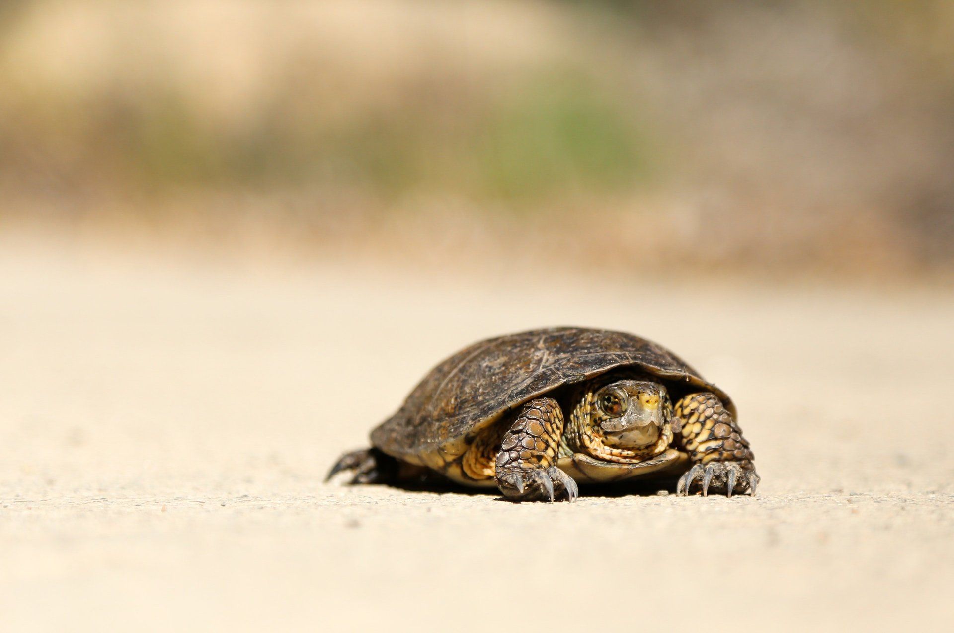 Turtle on a sandy path, facing forward, with a blurred background of tan and green.