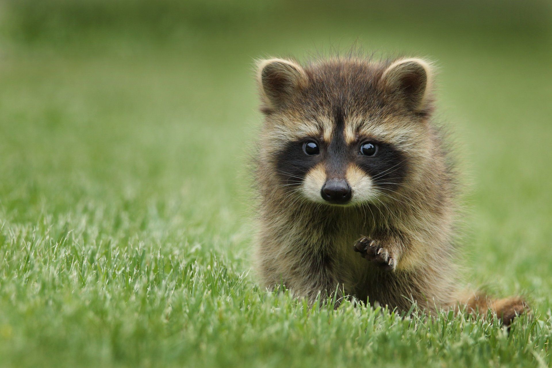 Removal of unwanted raccoon on property