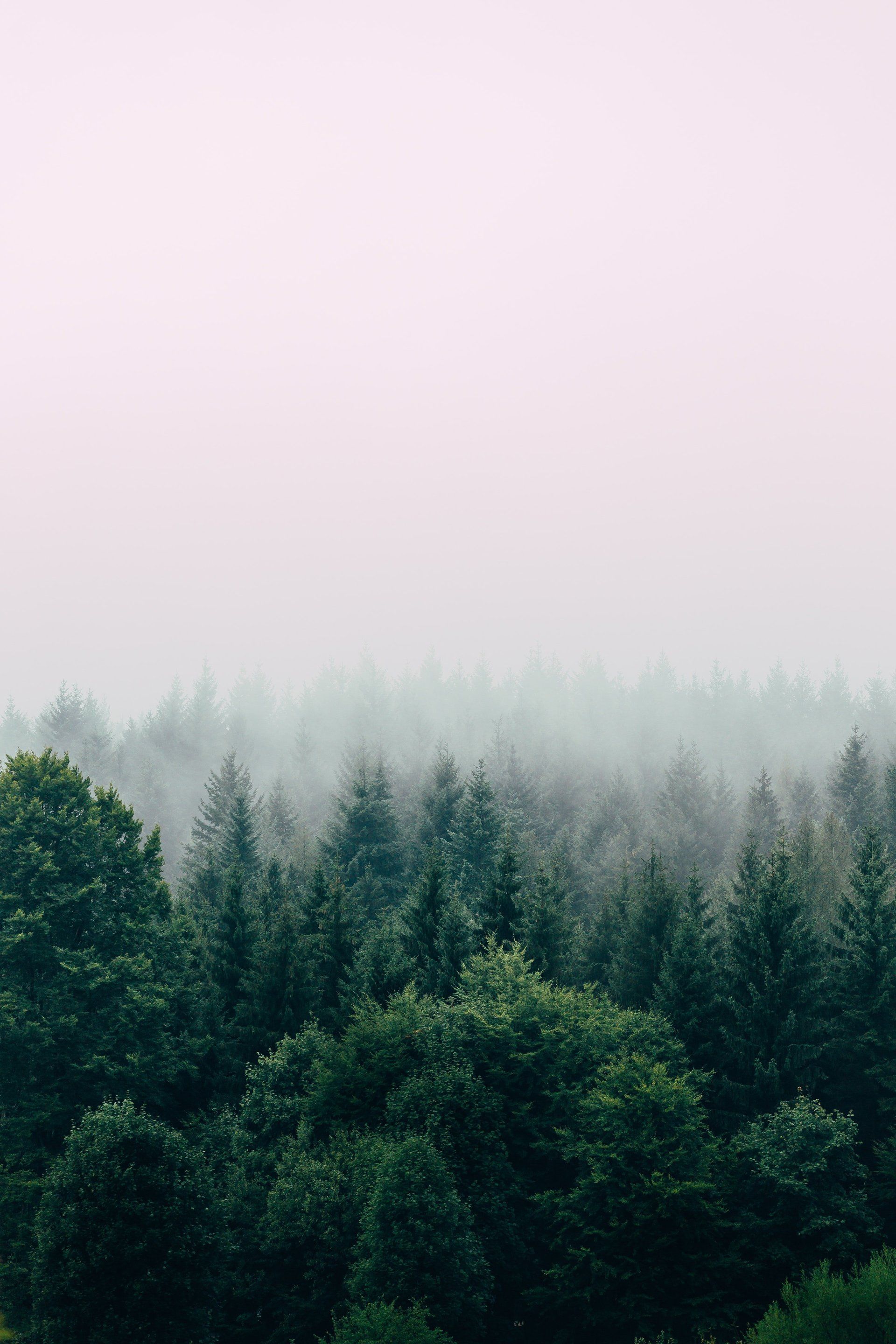 misty forest skyline