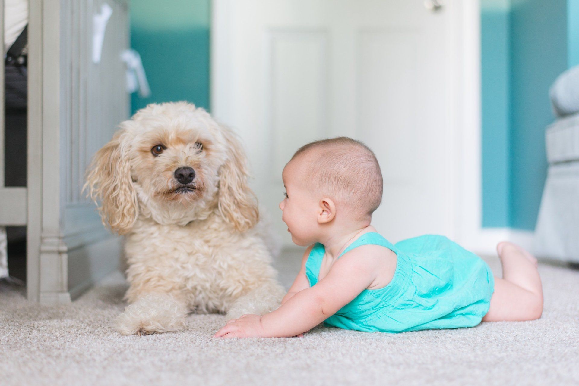 KODA Carpet Care for the Whole Family