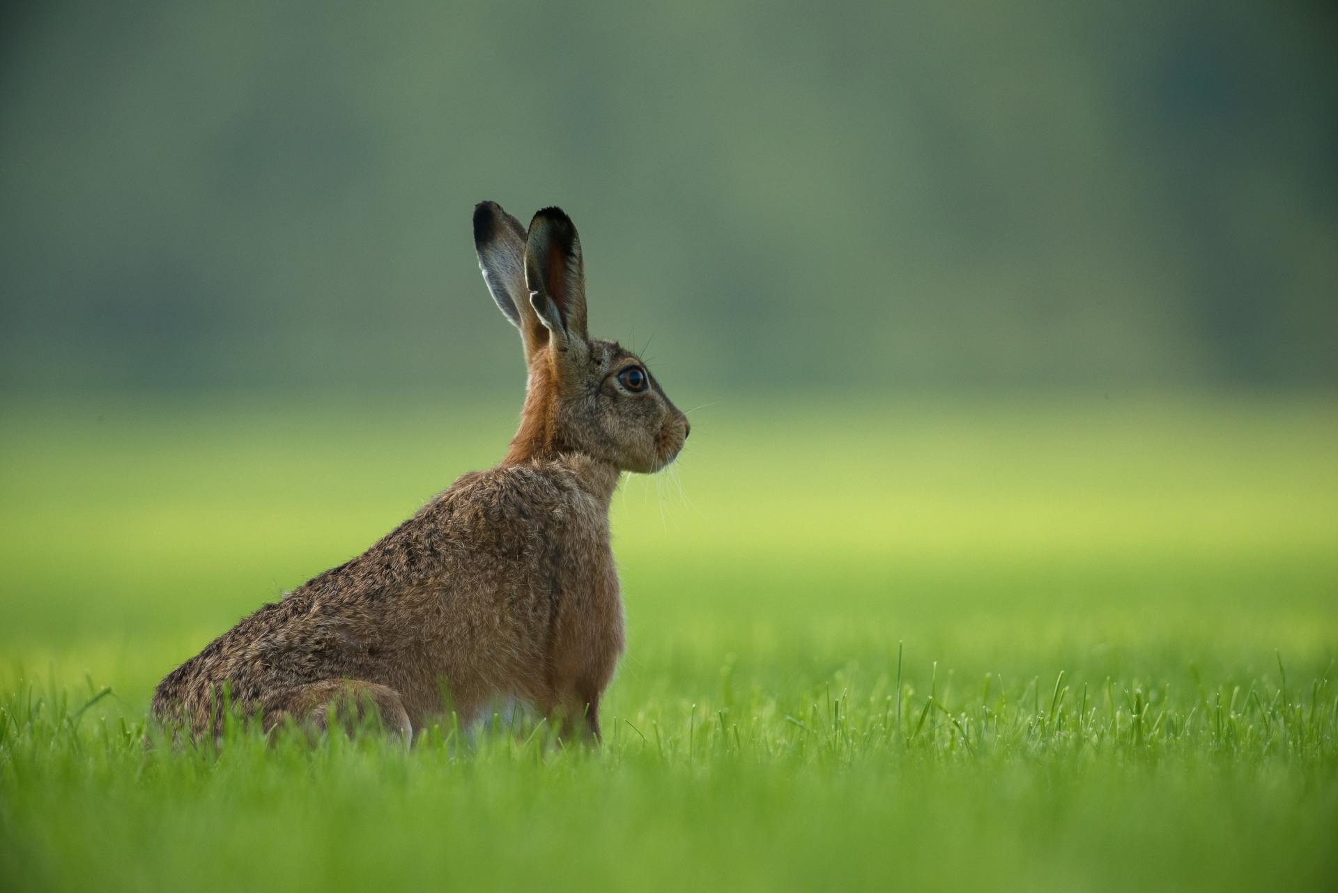 rabbit in an open field