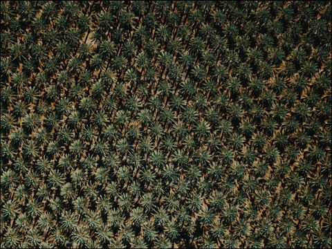 Clean carpet
