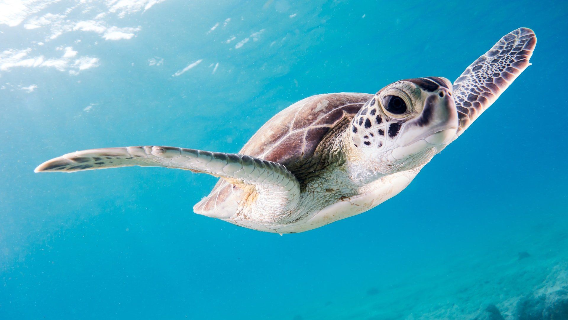 a sea turtle is swimming in the ocean