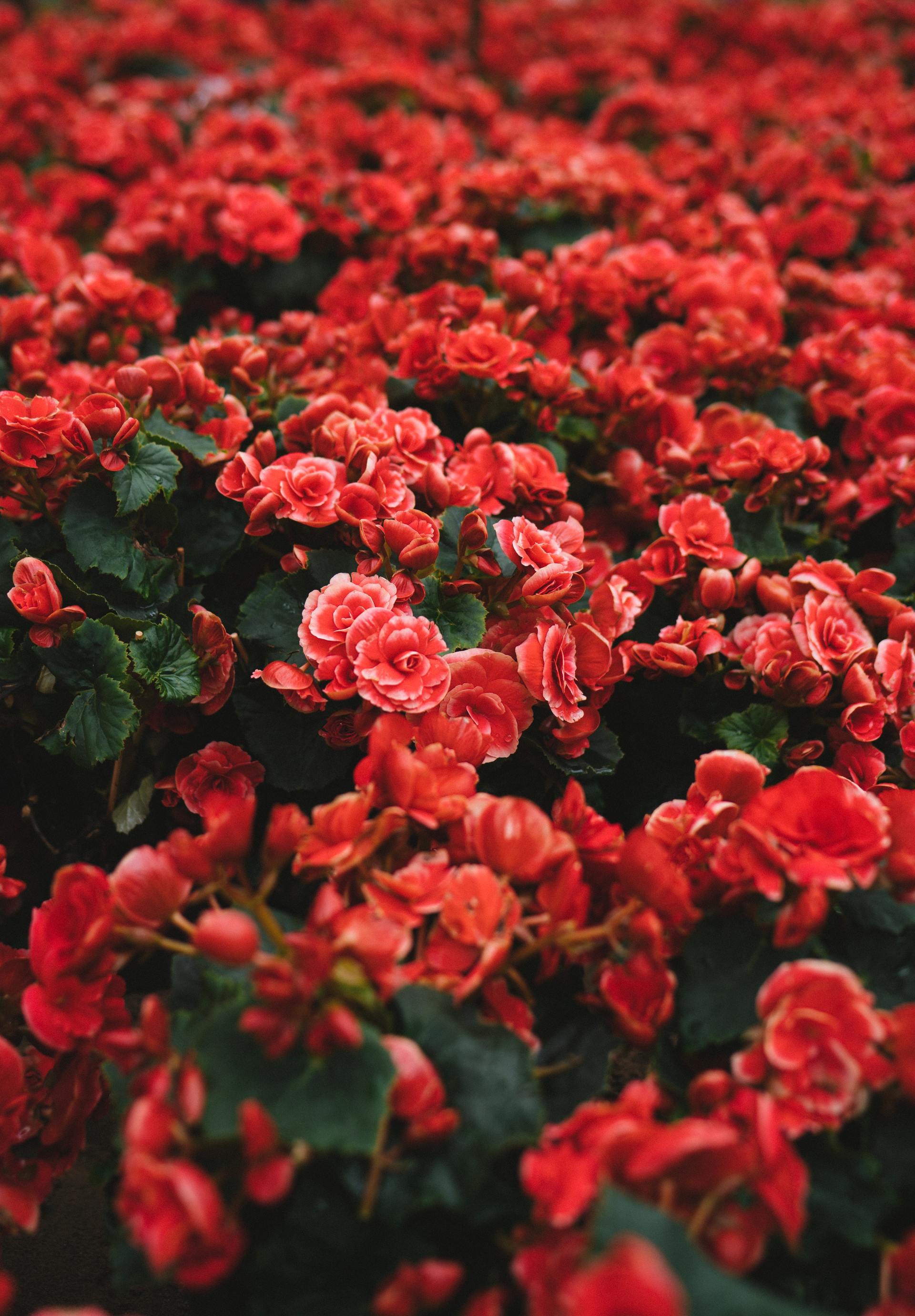 Red roses blooming densely in a garden bed
