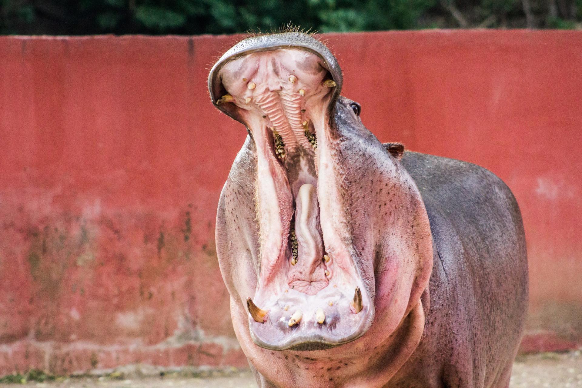 Hippopotamus with mouth wide open in front of a red wall