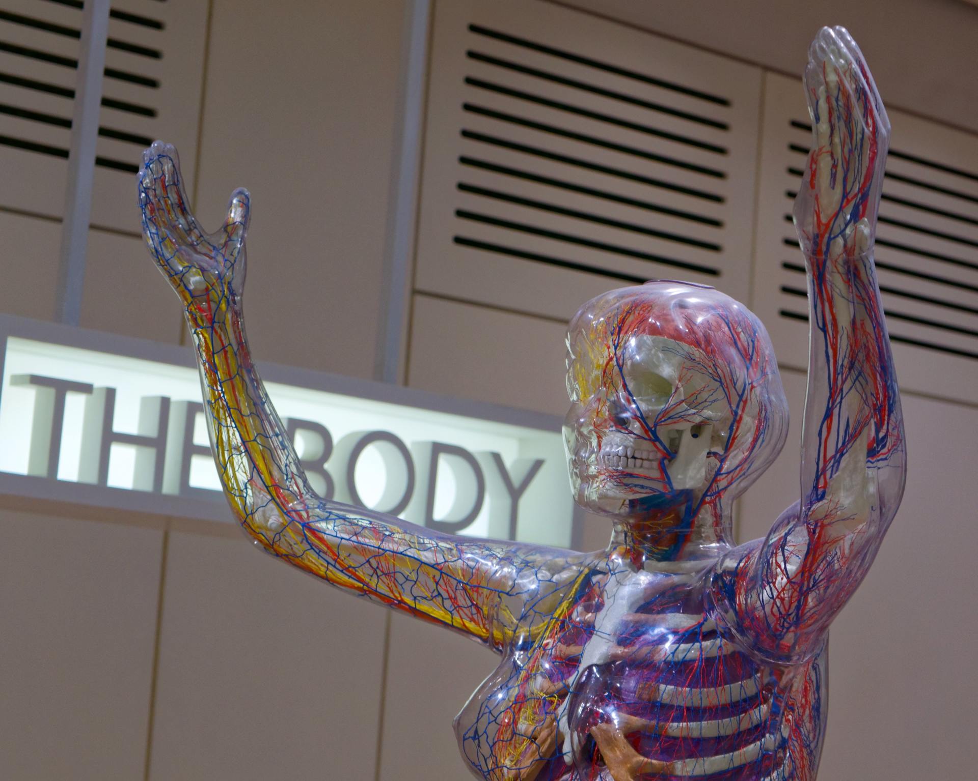 Statue of a body, arms raised, half visible internal organs and blood vessels,