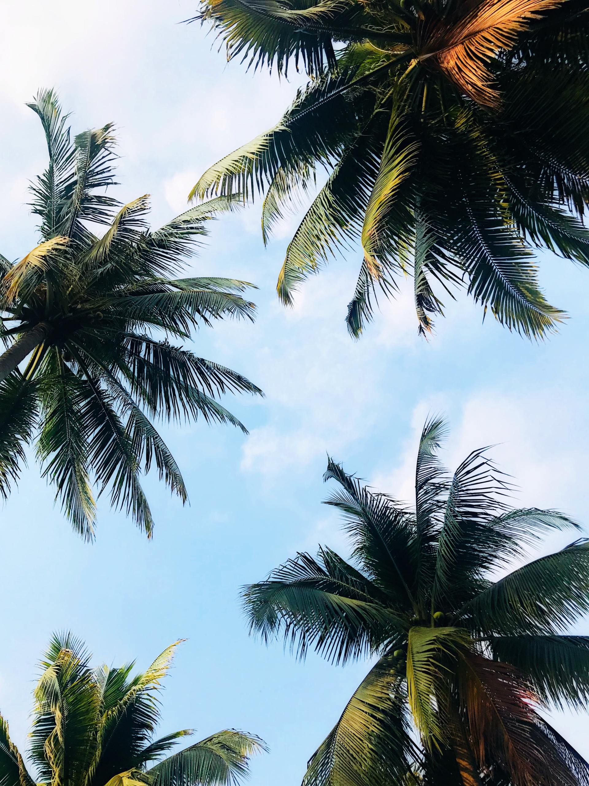 Palm trees against a blue sky with wispy clouds.