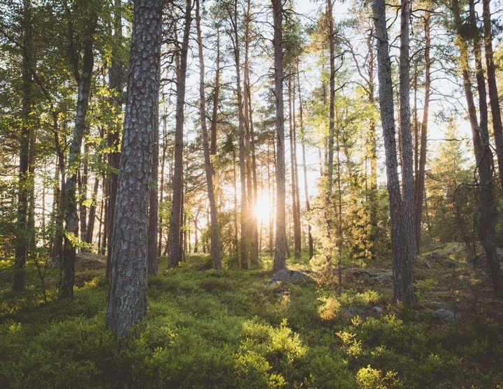 Planering och rådgivning