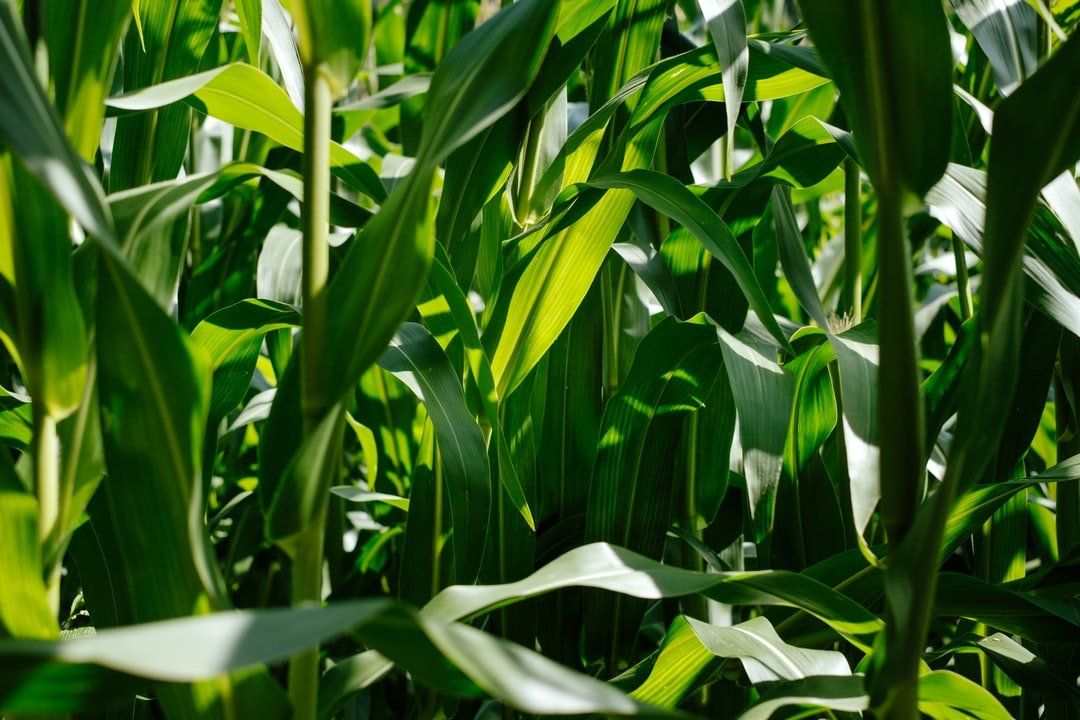 Mazezilla, corn