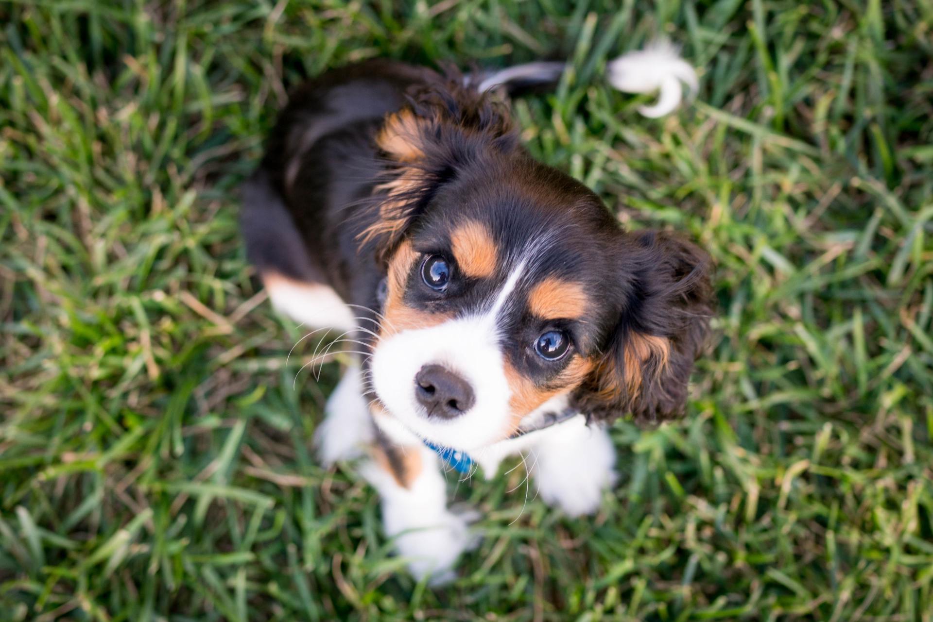 Inquisitive Puppy Sitting in Lawn in San Saba, TX