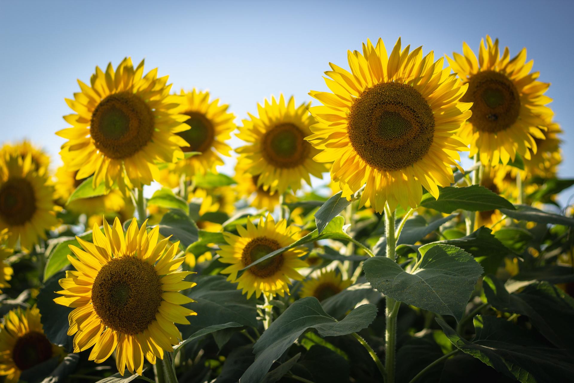 SUNFLOWERS