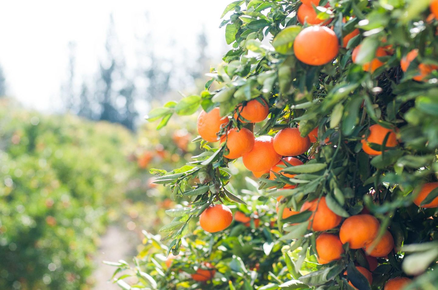 A bunch of oranges hanging from a tree in an orchard.