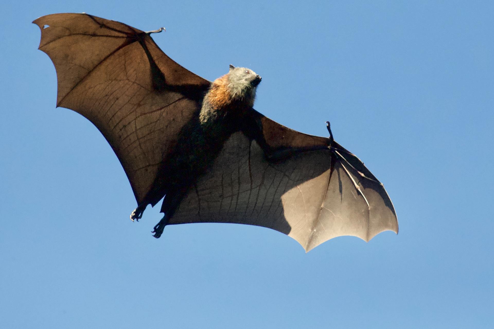 Removal of unwanted bats in home attic