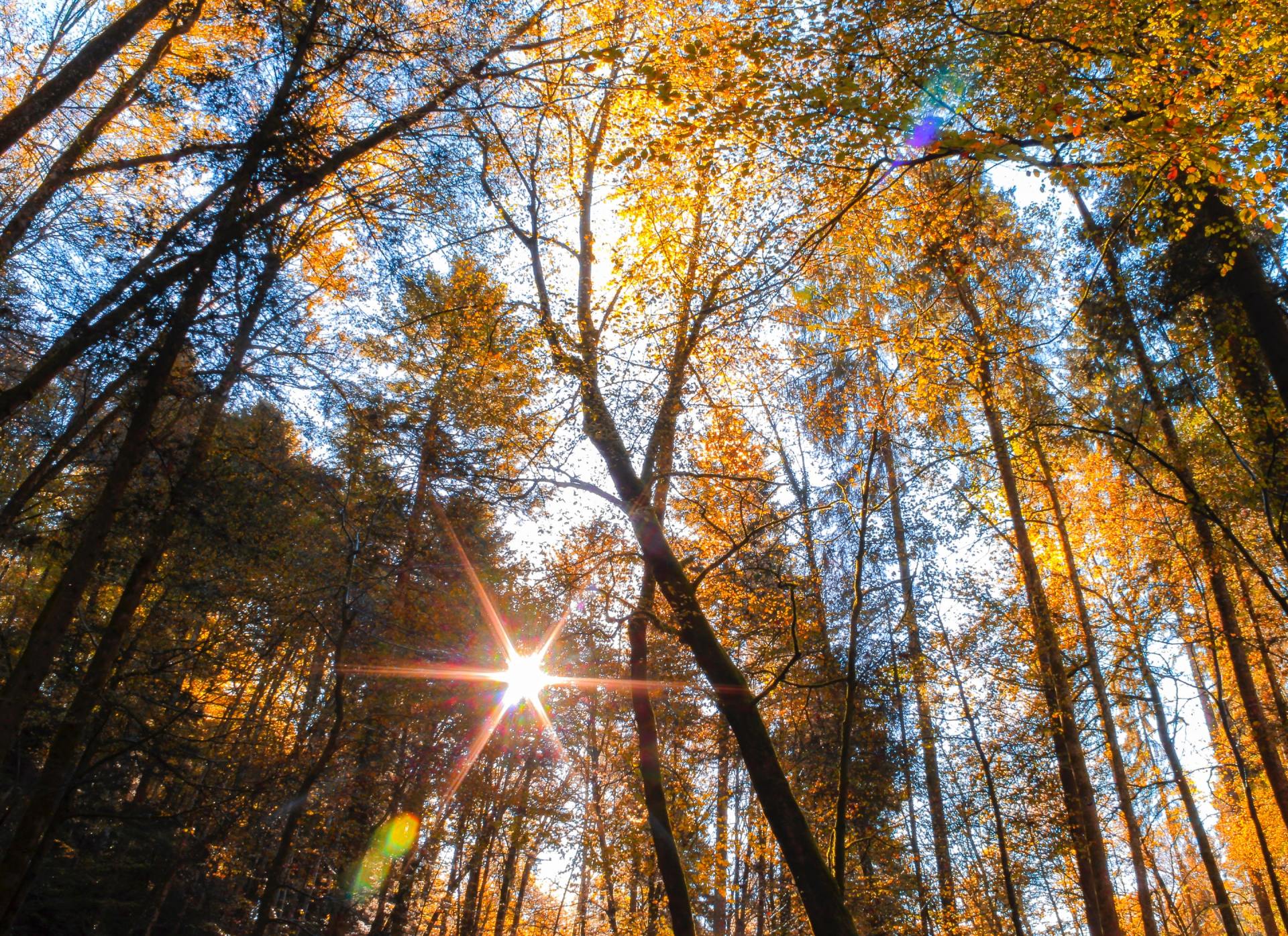 Die Sonne scheint durch die Bäume im Wald