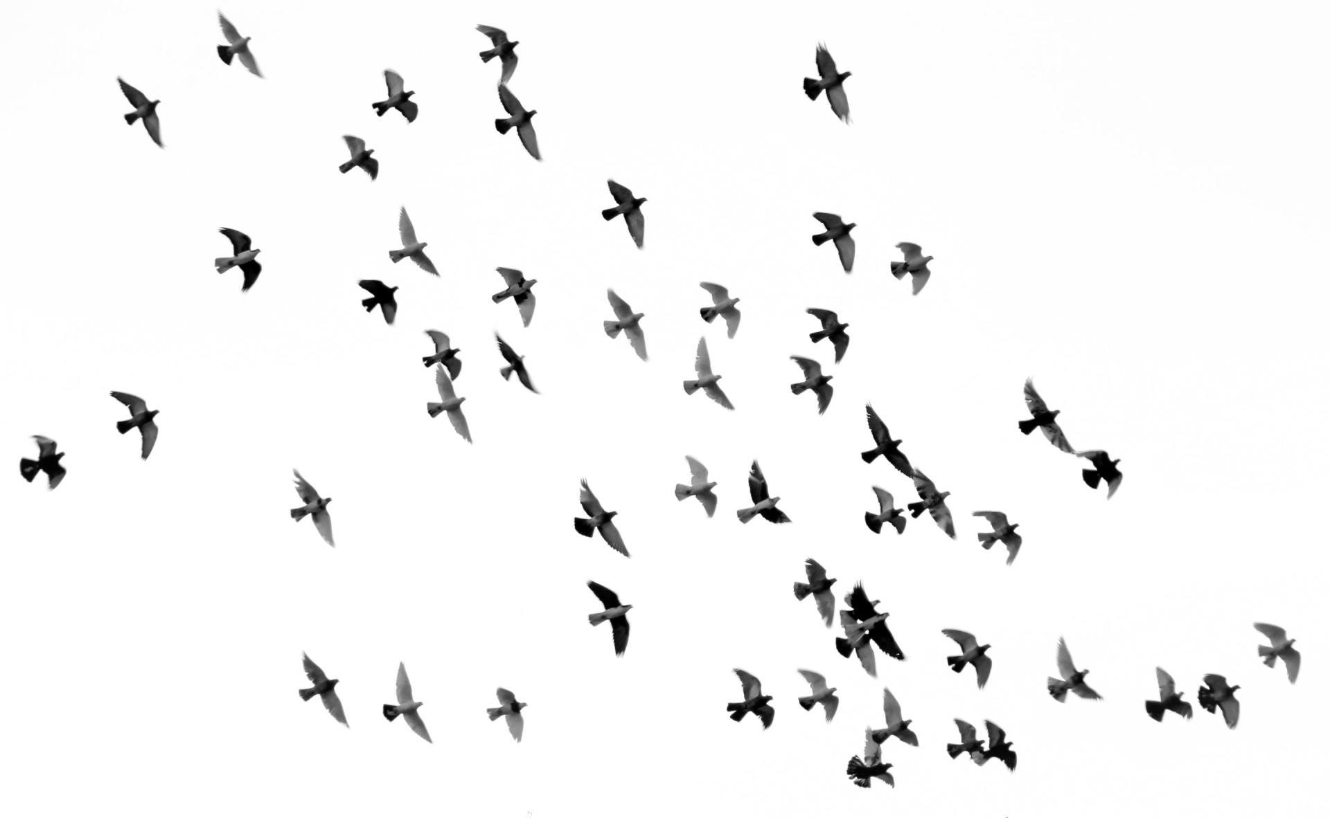 flock of birds in flight