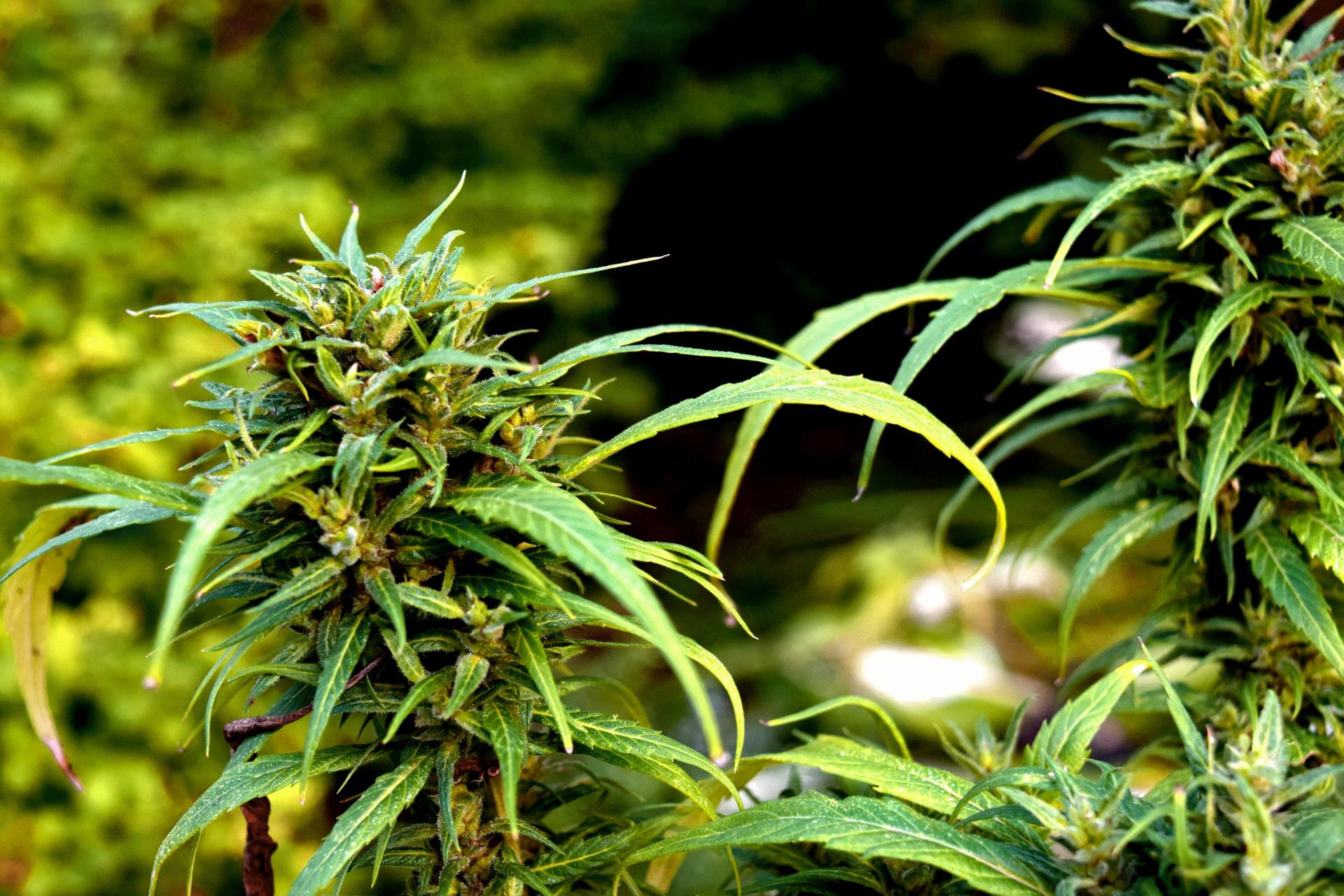 hemp